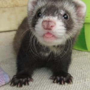 Meet your Posher, Rita